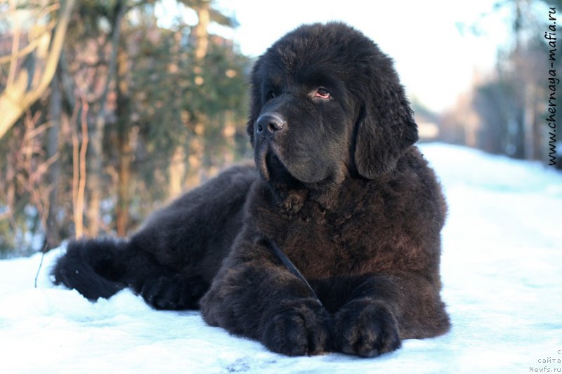 Фото: ньюфаундленд Черная Мафия Бе Коол (Chernaya Mafia Be Cool)