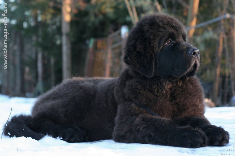 Фотография № 219682