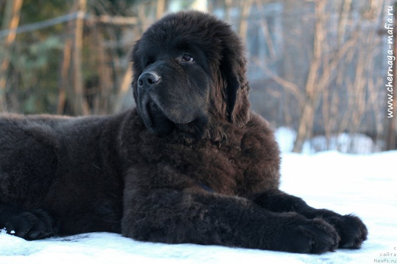 Фотография № 219684