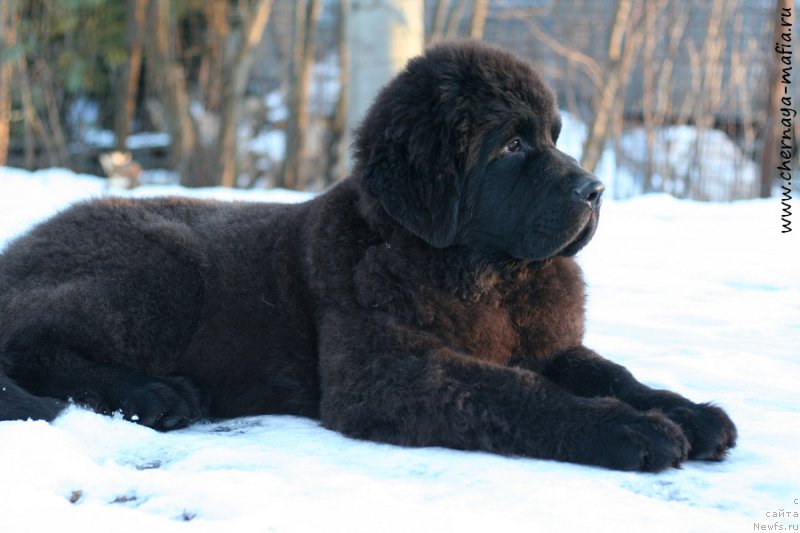 Фото: ньюфаундленд Черная Мафия Бе Коол (Chernaya Mafia Be Cool)