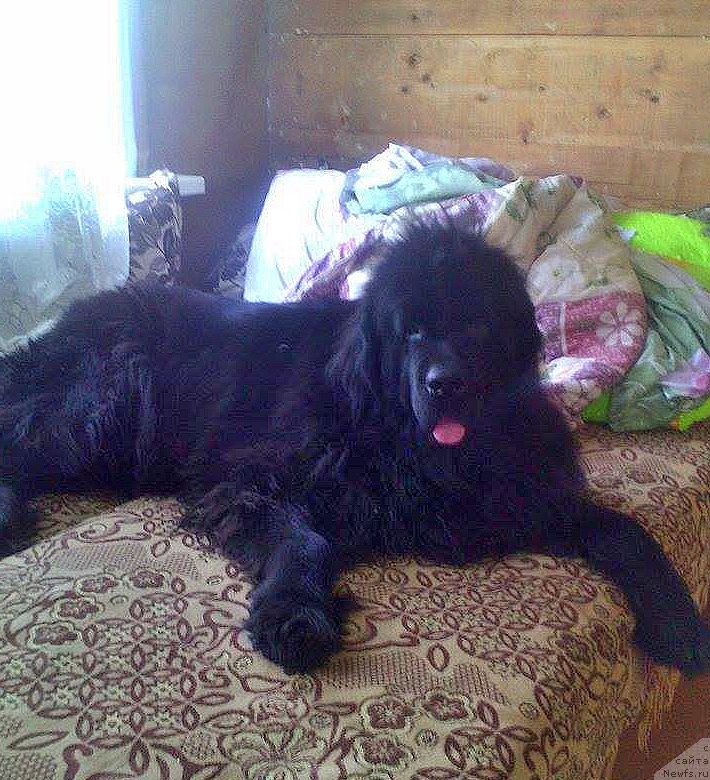 Фотография № 219687