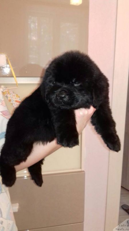 Фотография № 219692