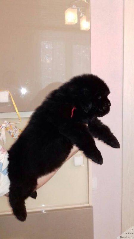 Фото: ньюфаундленд Супер Премиум Шарк Рингс (Super Premium Shark Rings)