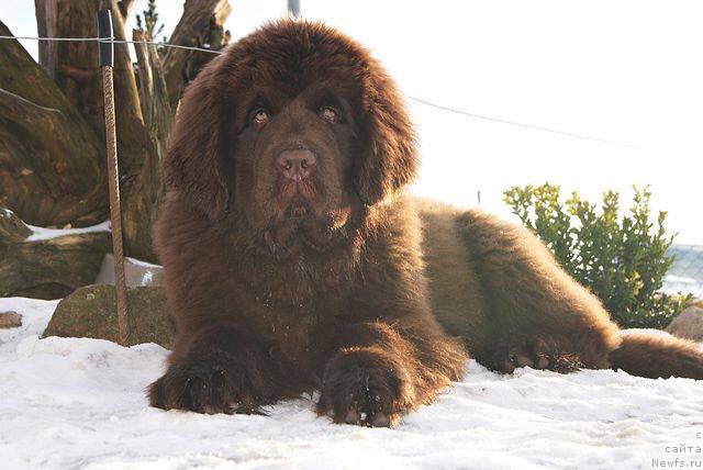 Фото: ньюфаундленд Браунблад МСК Армата Лойар Аид (Brownblood MSK Armata Loyar Aid)