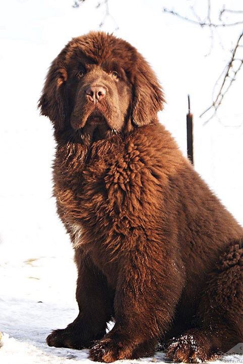 Фото: ньюфаундленд Браунблад МСК Армата Лойар Аид (Brownblood MSK Armata Loyar Aid)