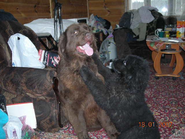 Фото: ньюфаундленд Старди, ньюфаундленд Сент Джонс Круиз (Sent Djons Kruiz)