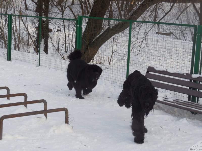 Фото: ньюфаундленд Numas Gift in May for Toptyzhka