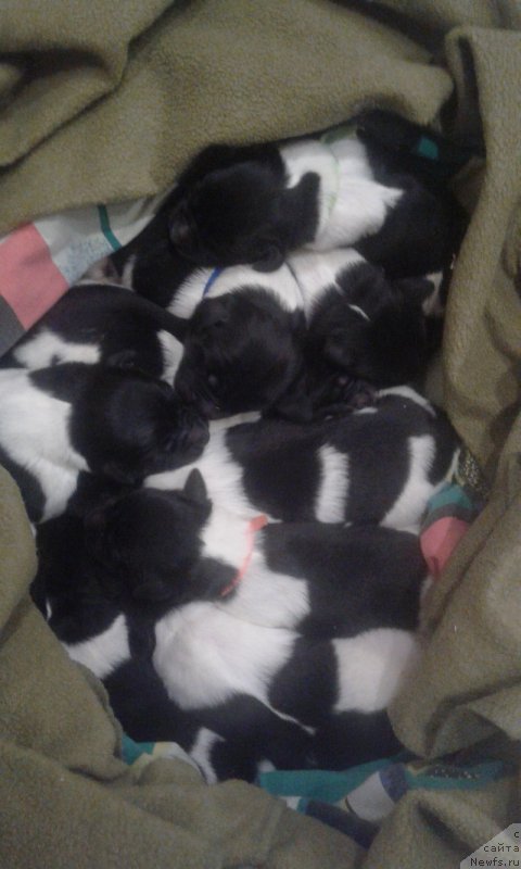 Фотография № 219704