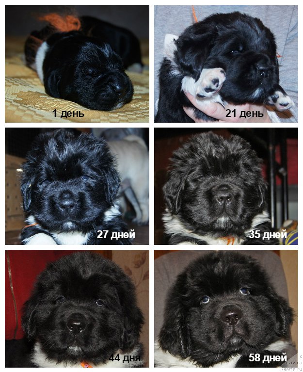 Фотография № 219708