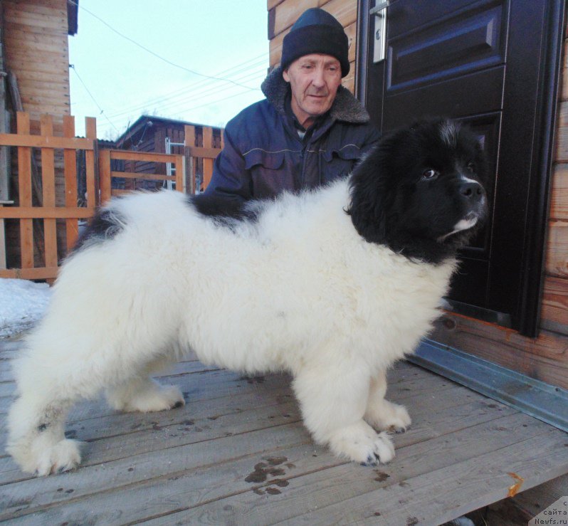 Фото: ньюфаундленд Варвара Краса от Карельских Медведей
