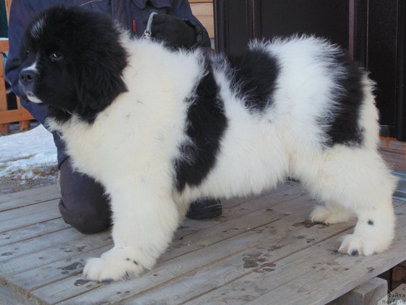 Фото: ньюфаундленд Варвара Краса от Карельских Медведей