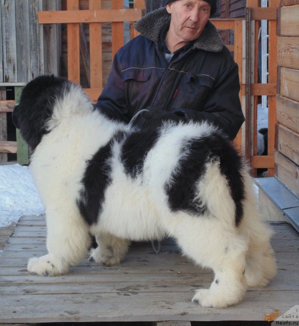 Фото: ньюфаундленд Варвара Краса от Карельских Медведей