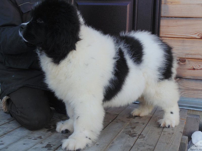 Фото: ньюфаундленд Варвара Краса от Карельских Медведей