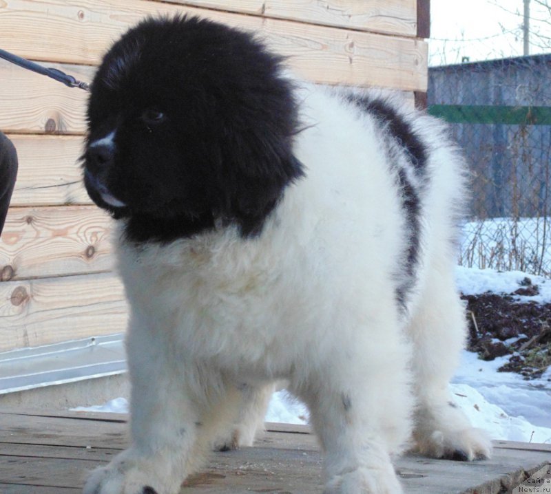 Фото: ньюфаундленд Варвара Краса от Карельских Медведей