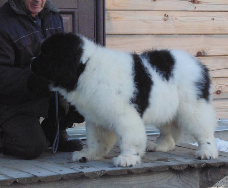 Фото: ньюфаундленд Варвара Краса от Карельских Медведей
