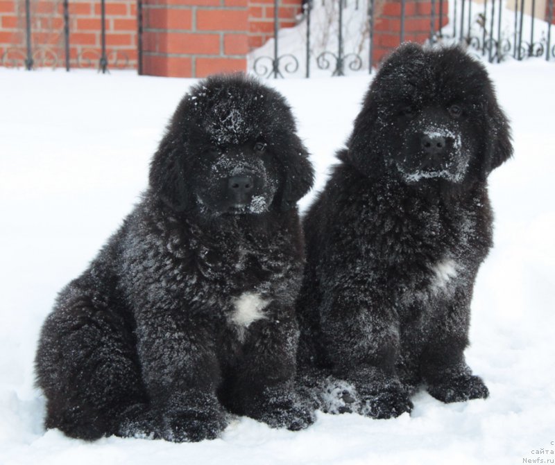 Фото: ньюфаундленд Аквиан Сонг Турандот, ньюфаундленд Аквиан Сонг Текила Голд (Akvian Song Tequila Gold)
