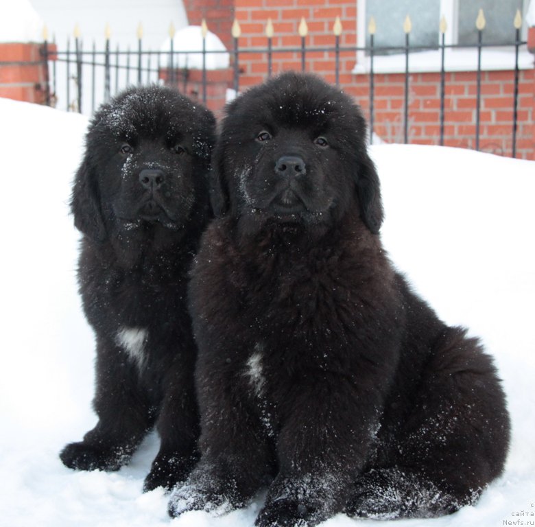 Фото: ньюфаундленд Аквиан Сонг Тихвин, ньюфаундленд Аквиан Сонг Текила Голд (Akvian Song Tequila Gold)