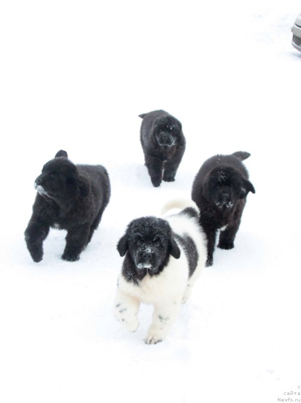 Фото: ньюфаундленд Аквиан Сонг Текила Голд (Akvian Song Tequila Gold), ньюфаундленд Аквиан Сонг Турандот, ньюфаундленд Аквиан Сонг Тихвин