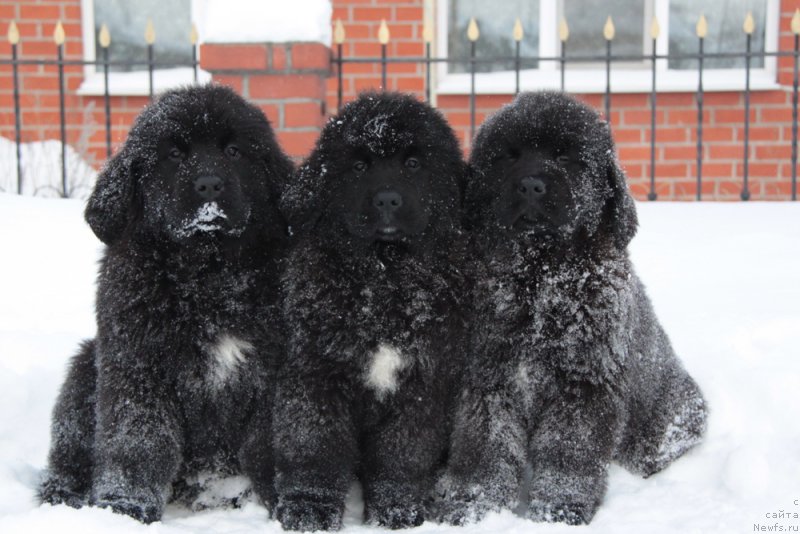 Фото: ньюфаундленд Аквиан Сонг Текила Голд (Akvian Song Tequila Gold), ньюфаундленд Аквиан Сонг Турандот, ньюфаундленд Аквиан Сонг Тихвин