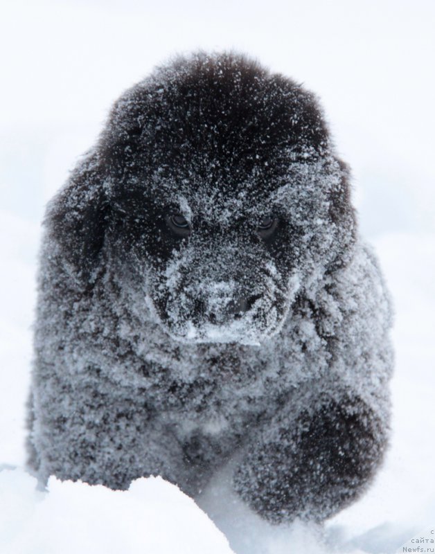 Фото: ньюфаундленд Аквиан Сонг Тихвин