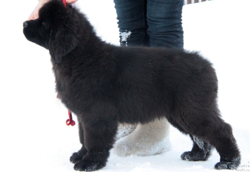 Фото: ньюфаундленд Аквиан Сонг Тихвин