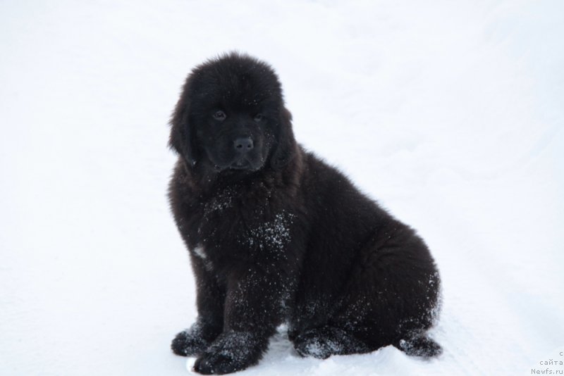 Фото: ньюфаундленд Аквиан Сонг Тихвин