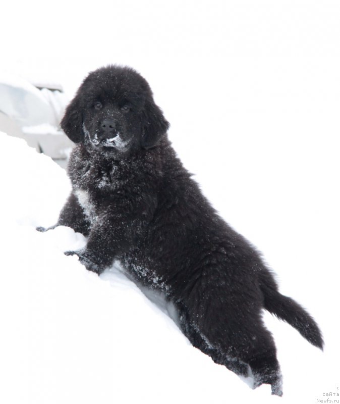 Фото: ньюфаундленд Аквиан Сонг Текила Голд (Akvian Song Tequila Gold)