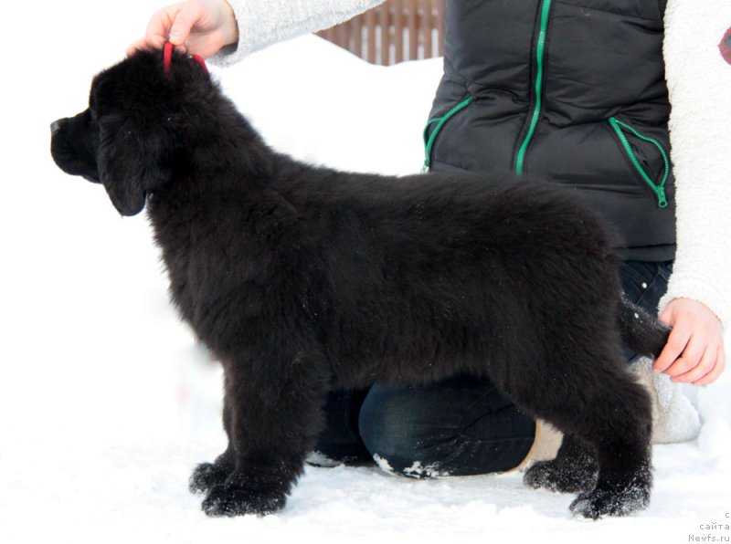 Фото: ньюфаундленд Аквиан Сонг Текила Голд (Akvian Song Tequila Gold)