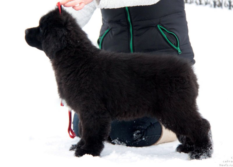 Фото: ньюфаундленд Аквиан Сонг Турандот