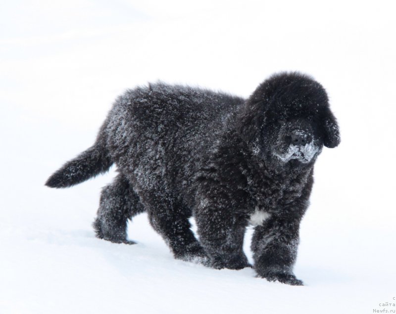 Фото: ньюфаундленд Аквиан Сонг Турандот