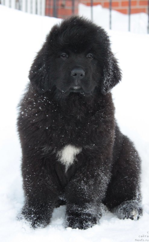 Фото: ньюфаундленд Аквиан Сонг Турандот