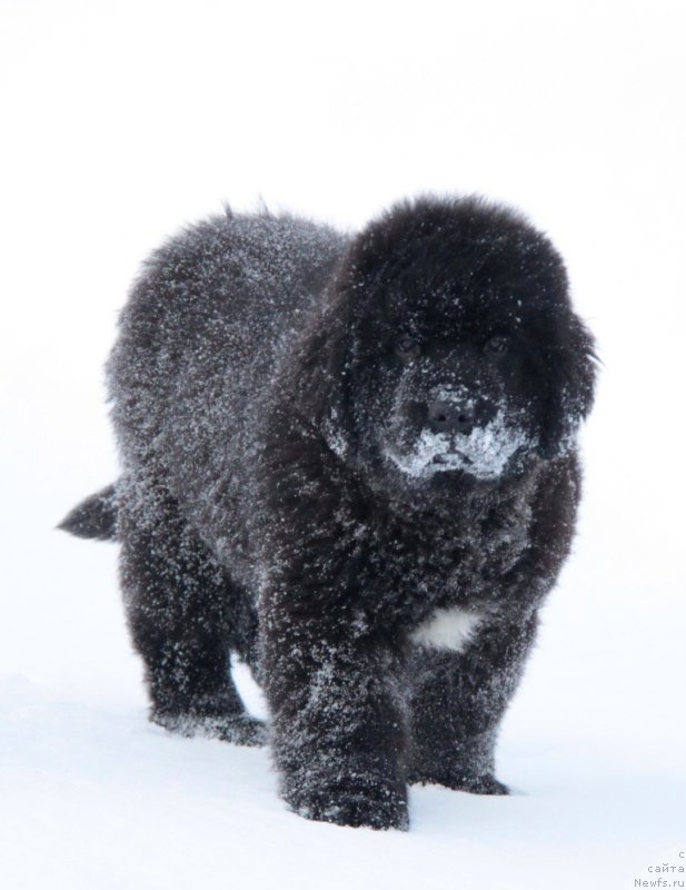 Фото: ньюфаундленд Аквиан Сонг Турандот