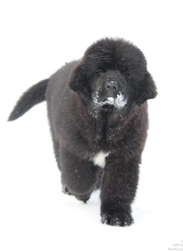 Фото: ньюфаундленд Аквиан Сонг Текила Голд (Akvian Song Tequila Gold)