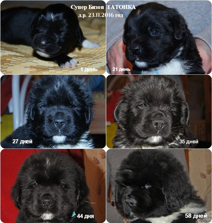 Фотография № 219737