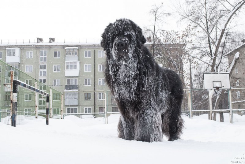 Фото: ньюфаундленд Кипер Соул Лайон Хэерт