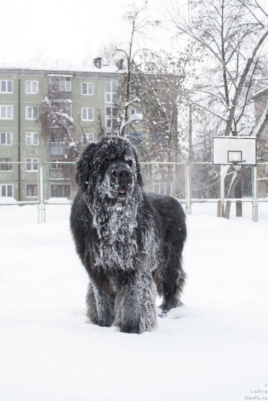 Фото: ньюфаундленд Кипер Соул Лайон Хэерт