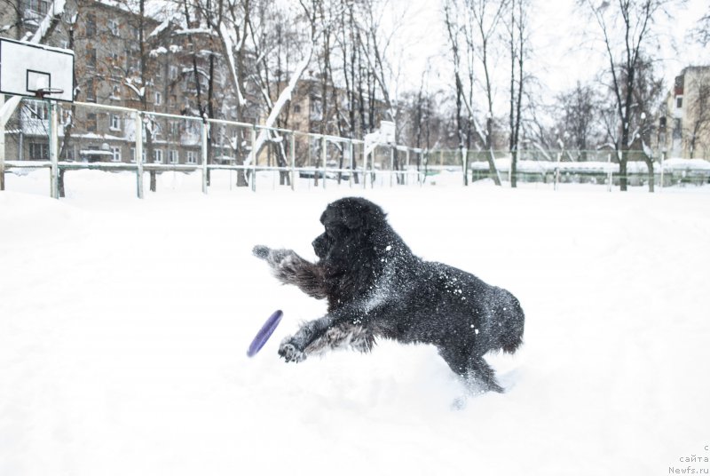Фото: ньюфаундленд Кипер Соул Лайон Хэерт