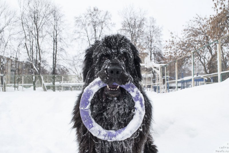 Фото: ньюфаундленд Кипер Соул Лайон Хэерт
