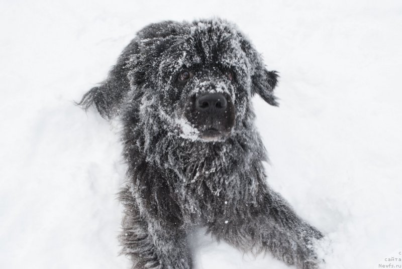 Фото: ньюфаундленд Кипер Соул Лайон Хэерт