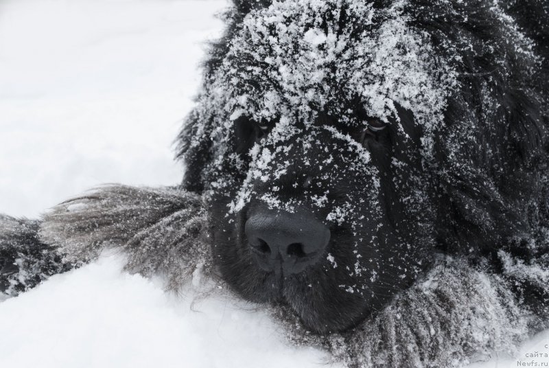 Фото: ньюфаундленд Кипер Соул Лайон Хэерт
