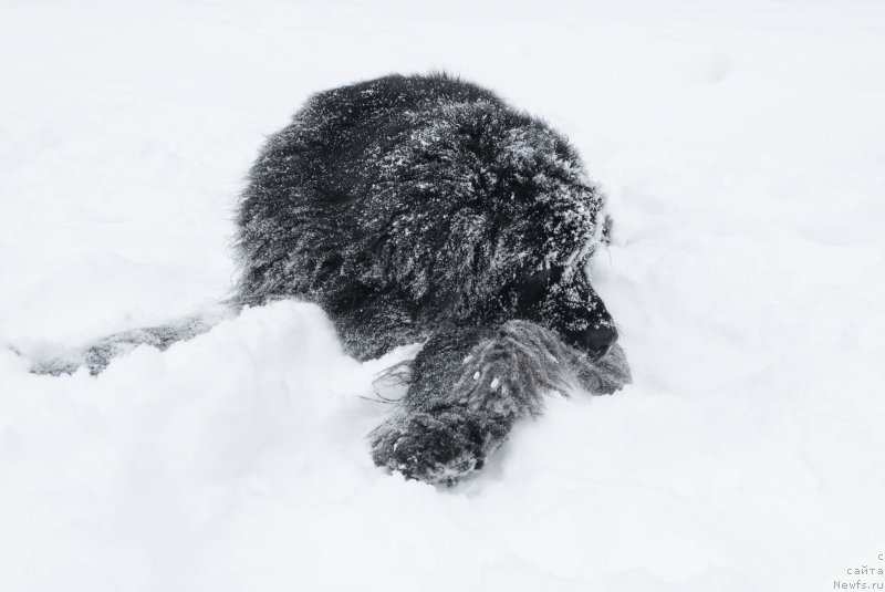 Фото: ньюфаундленд Кипер Соул Лайон Хэерт