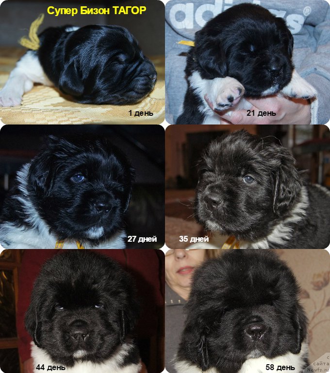 Фото: ньюфаундленд Супер Бизон Тагор