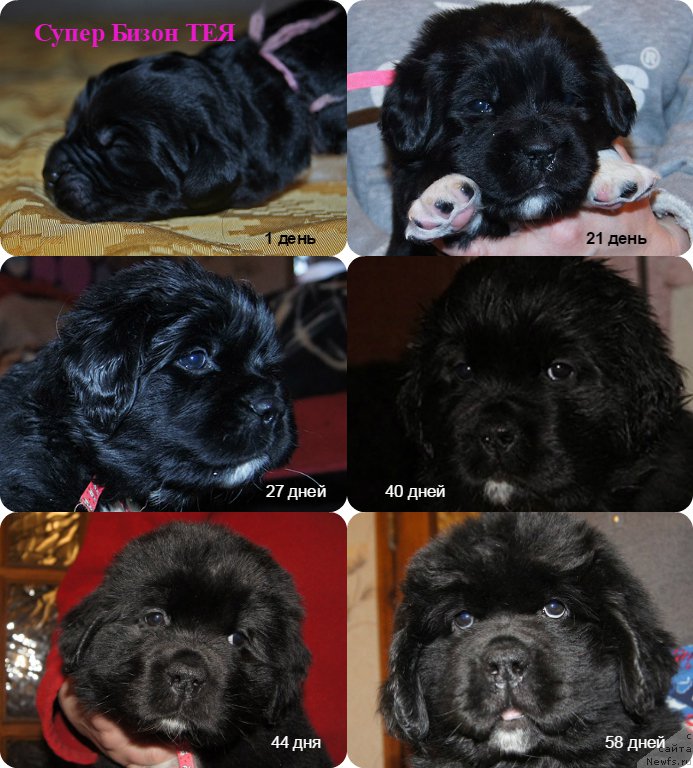 Фотография № 219754