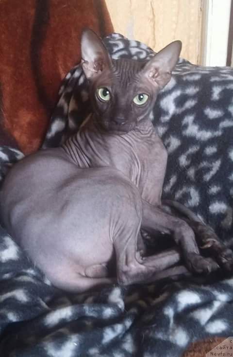 Фотография № 219756