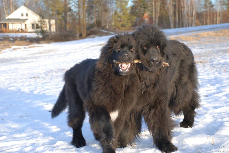 Фотография № 219762