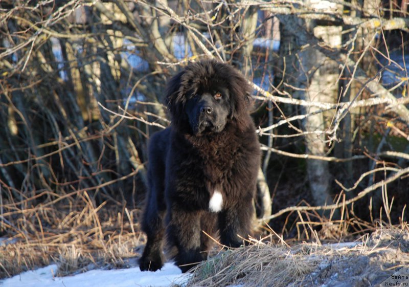 Фото: ньюфаундленд Моя Стихия Миледи (Moya Stikhiya Meledi)
