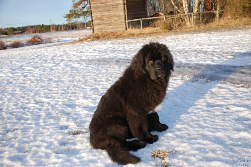 Фото: ньюфаундленд Моя Стихия Миледи (Moya Stikhiya Meledi)