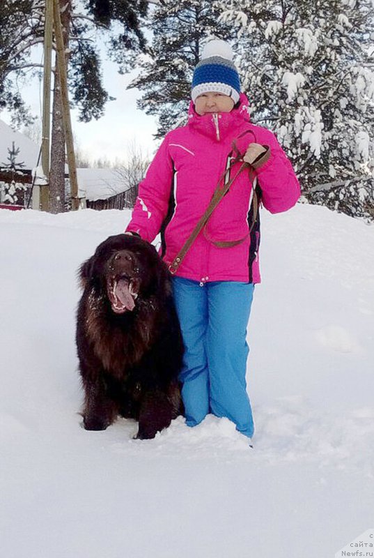 Фото: ньюфаундленд Браунблад МСК Сидни Свитин Санлайт