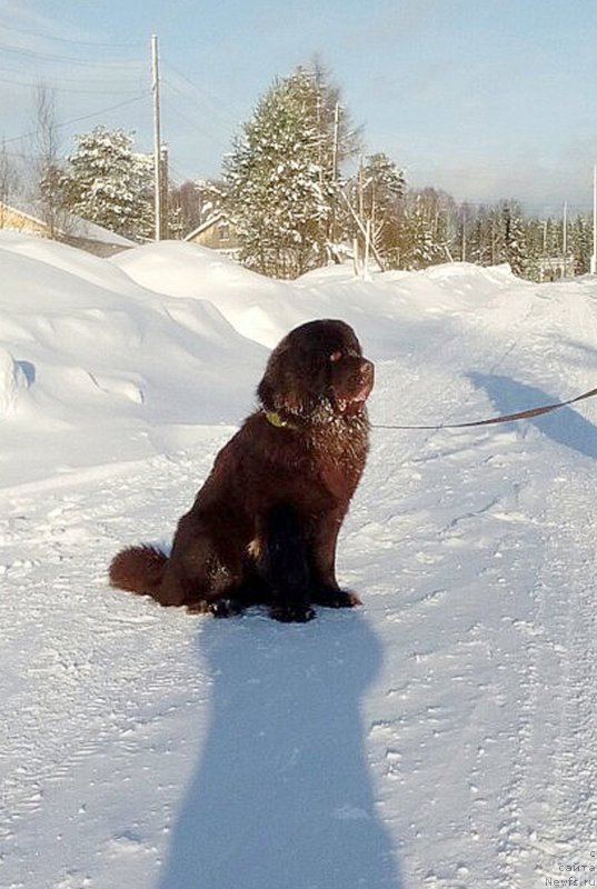 Фото: ньюфаундленд Браунблад МСК Сидни Свитин Санлайт
