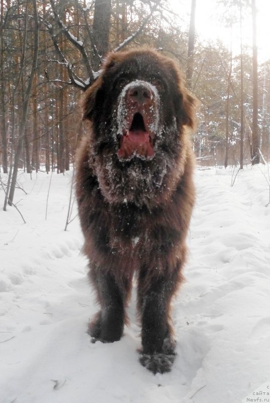 Фото: ньюфаундленд Браунблад МСК Сайлас Соул Дрим